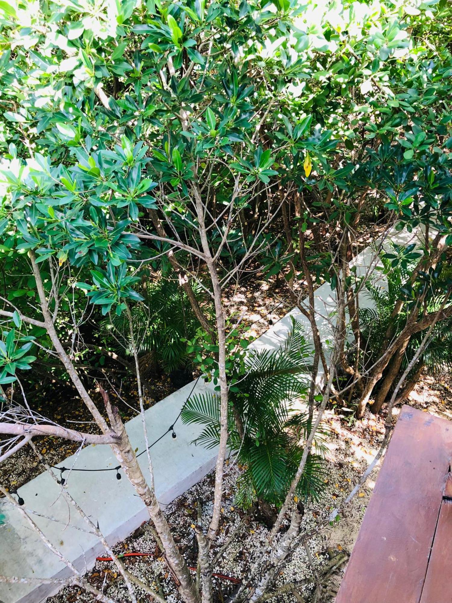 Cabanas Tulum - Aldea Mangle & Cenote Exterior photo